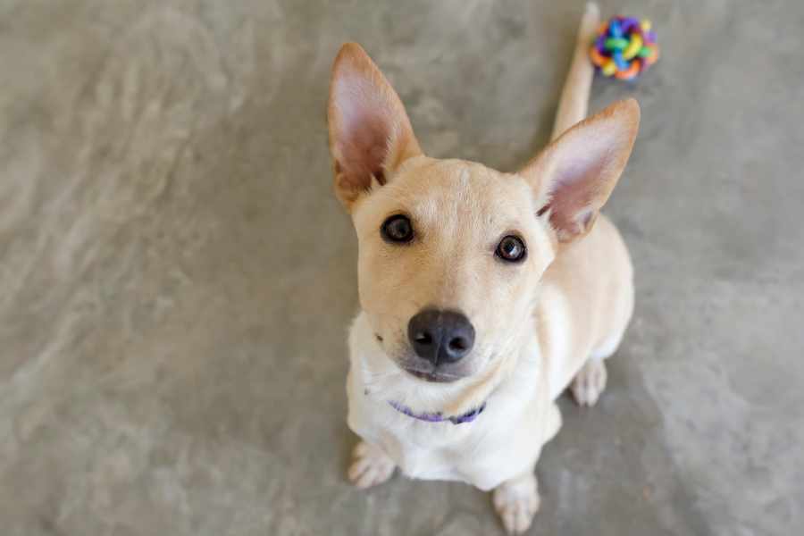 15 Cosas que los Perros Ven y Sienten pero Tú No
