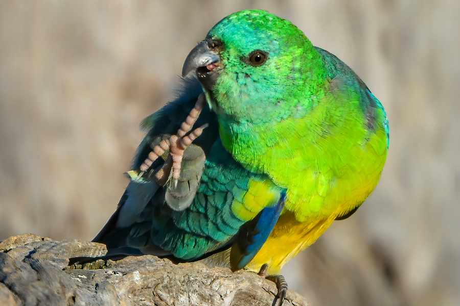 3 Trucos Sencillos para Eliminar los Piojillos en Aves