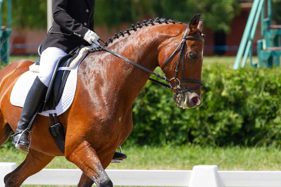 3. El Momento Adecuado para Corregir a tu Caballo