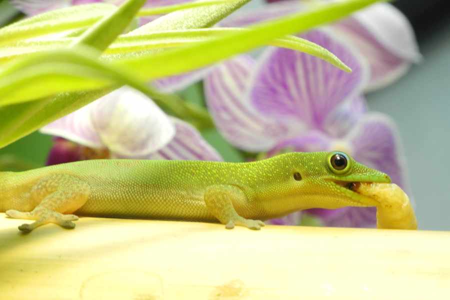 Alimentación del Gecko Diurno