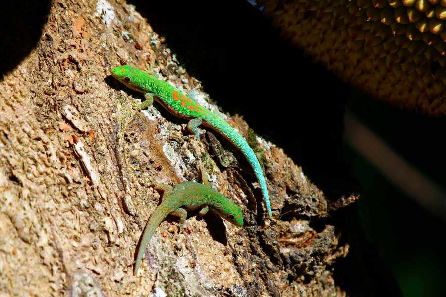 Características del Terrario