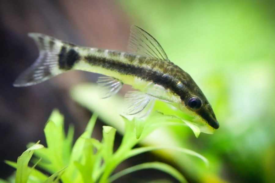 Combate el Crecimiento de Algas_ Los Aliados del Acuario
