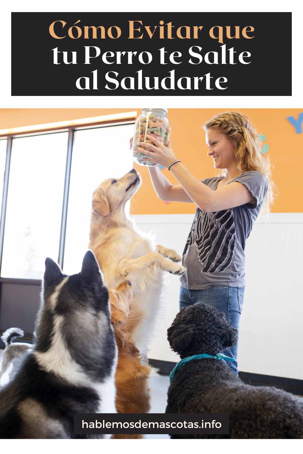 Cómo Evitar que tu Perro te Salte al Saludarte