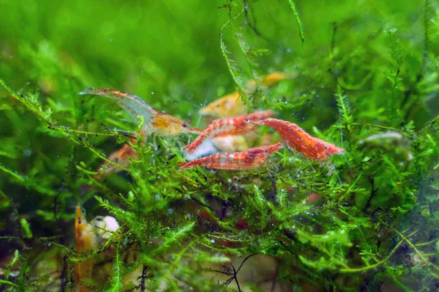 Cómo Recrear su Hábitat Natural en Casa