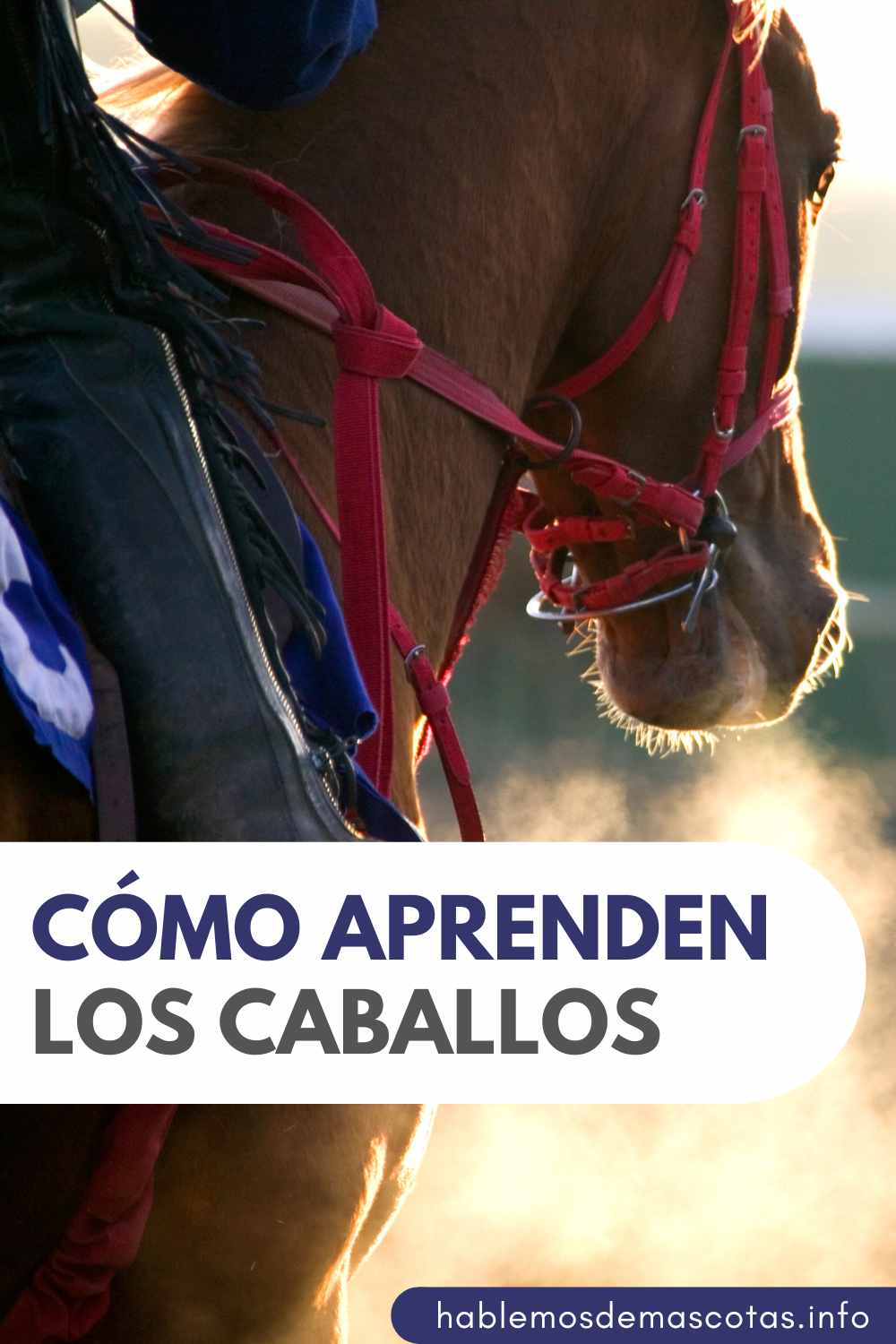 Cómo aprenden los caballos