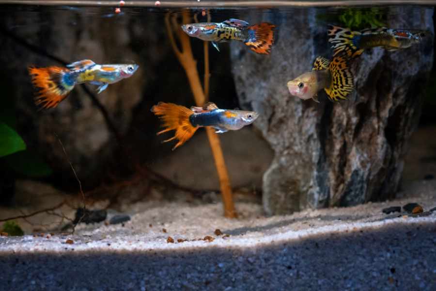 Compañeros de Acuario Ideales