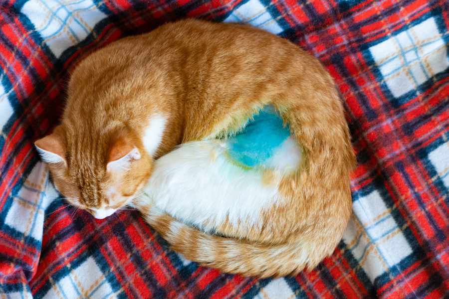 Creer que los gatos castrados ya no quieren escaparse