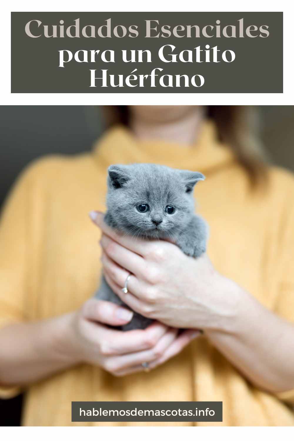 Cuidados Esenciales para un Gatito Huérfano