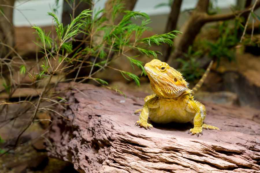Dragones barbudos (Pogona vitticeps)