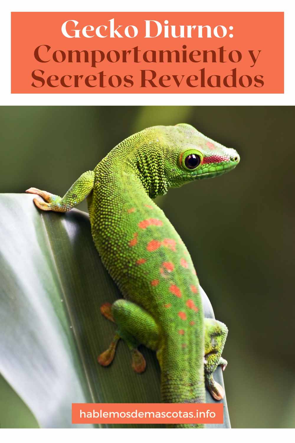 Gecko Diurno_ Comportamiento y Secretos Revelados
