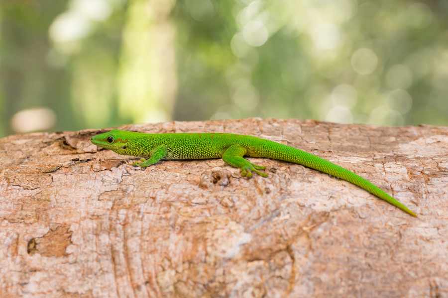 Gecko Diurno_ Comportamiento y Secretos Revelados