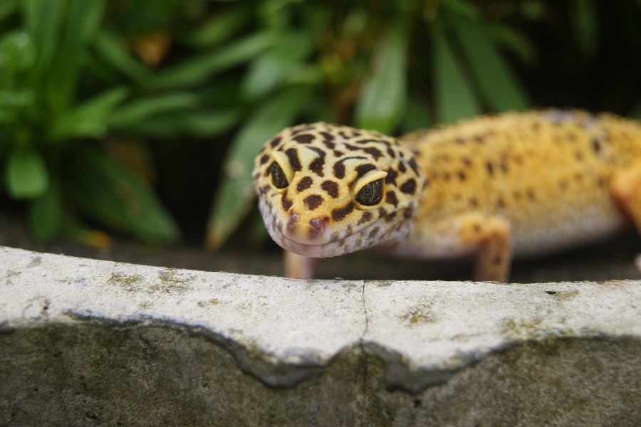 Geckos leopardo (Eublepharis macularius)