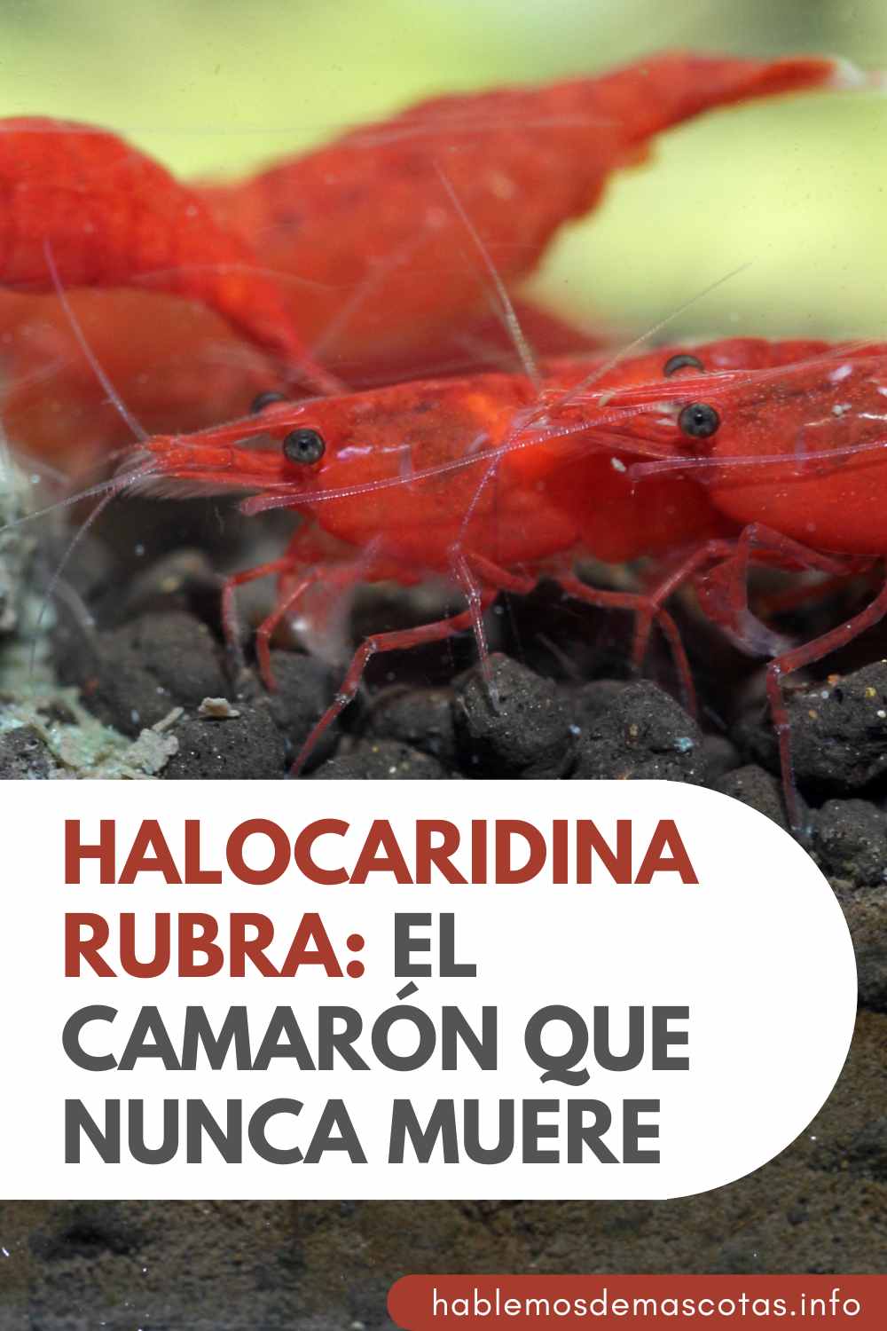 Halocaridina Rubra - El Camarón Que Nunca Muere