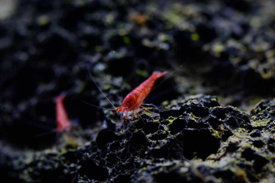 Halocaridina Rubra - Todo sobre el súper Camarón Inmortal