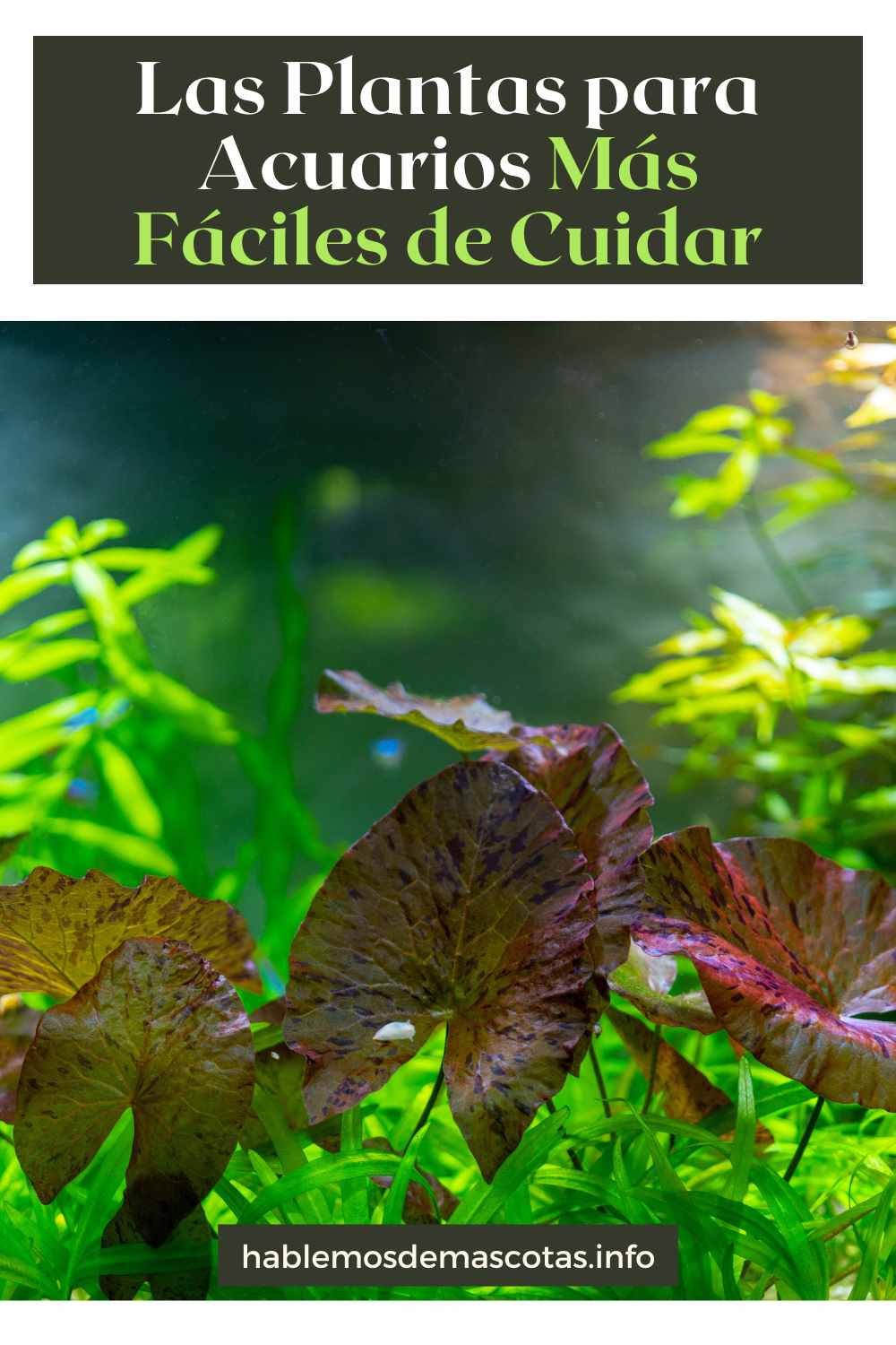 Las Plantas para Acuarios Más Fáciles de Cuidar