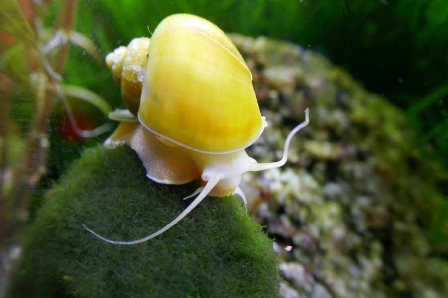 Los Come Algas para Un Acuario Limpio
