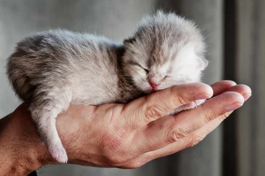 Los Cuidados Esenciales para un Gatito Huérfano