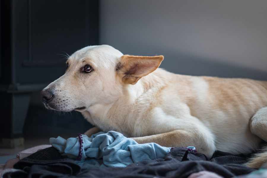 Secretos caninos_ Cosas sorprendentes que los perros perciben