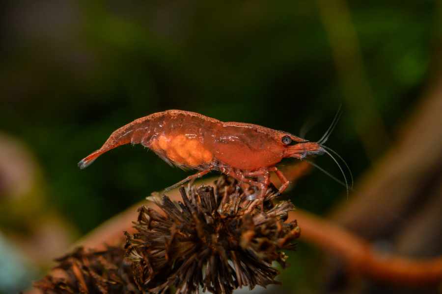 Una Dieta Equilibrada