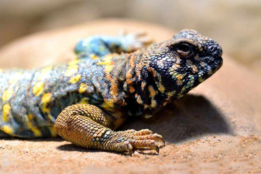 Uromastyx como Mascotas- Todo lo que Necesitas Saber