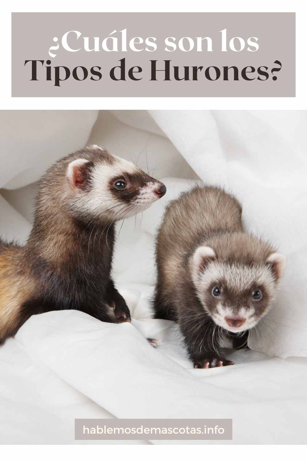 ¿Cuáles son los Tipos de Hurones