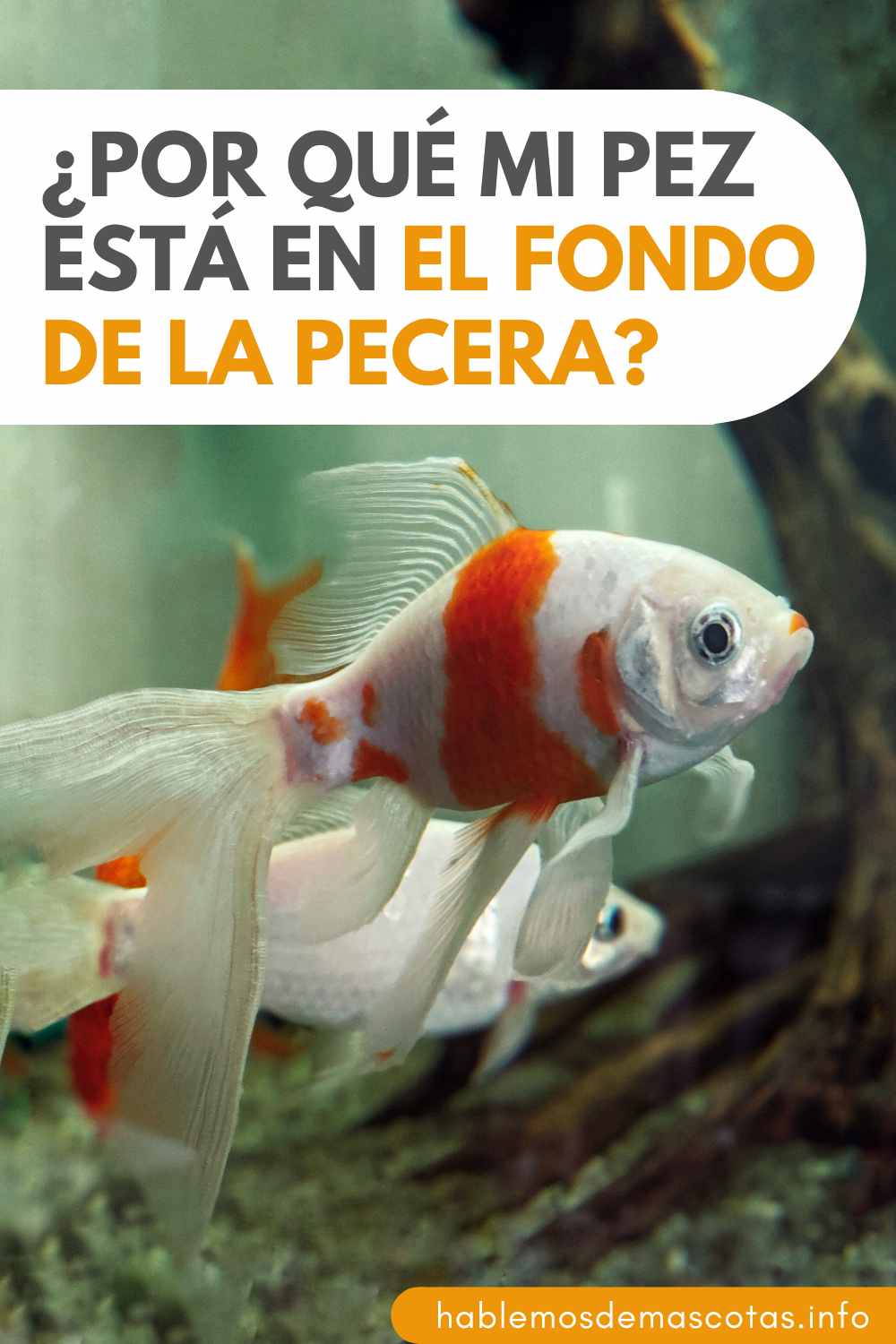 ¿Por qué mi pez Está En El Fondo De La Pecera