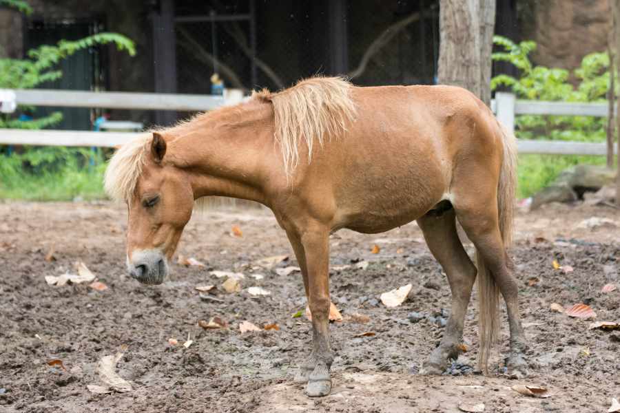 3. Artritis Equina_ Dificultades en el Movimiento