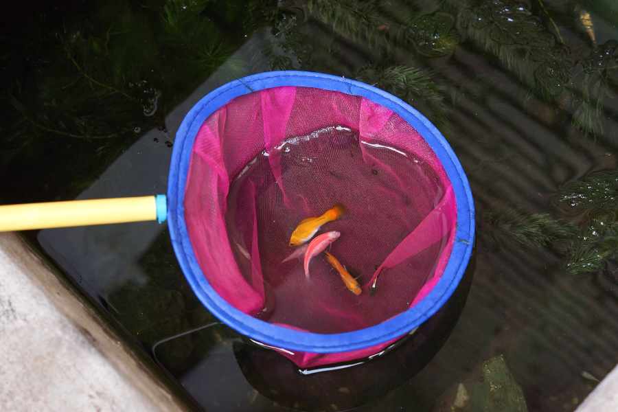 3. Introducción de Agua