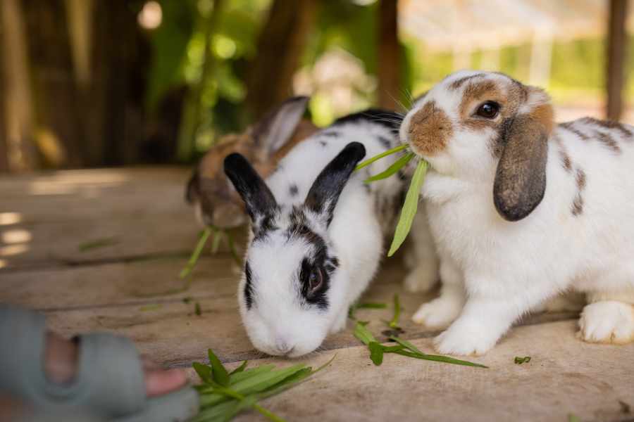 4. Vegetales con Alto Oxalato_ Moderación es Clave
