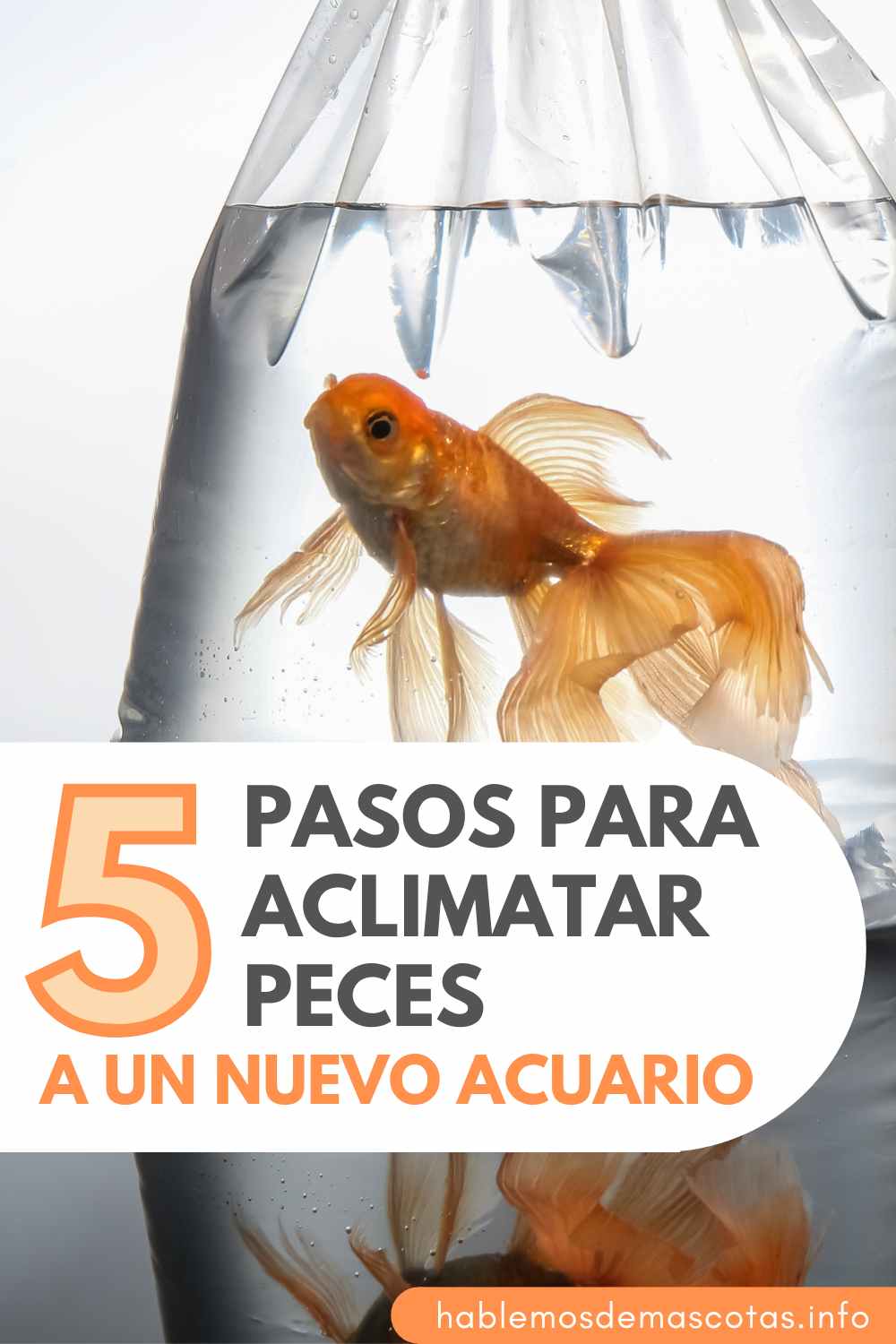 5 Pasos para Aclimatar Peces a un Nuevo Acuario
