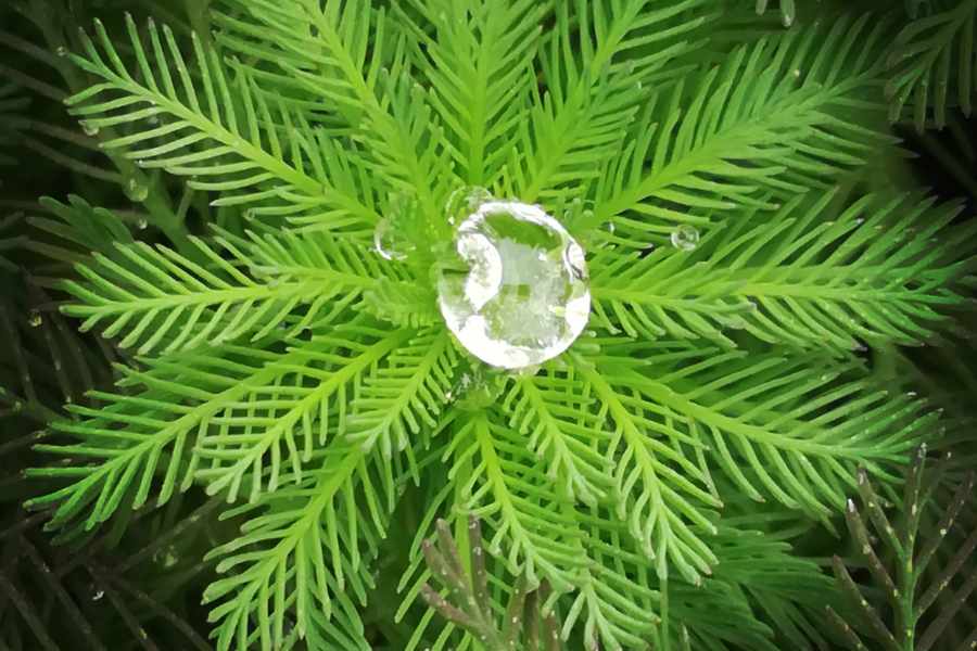 Myriophyllum aquaticum