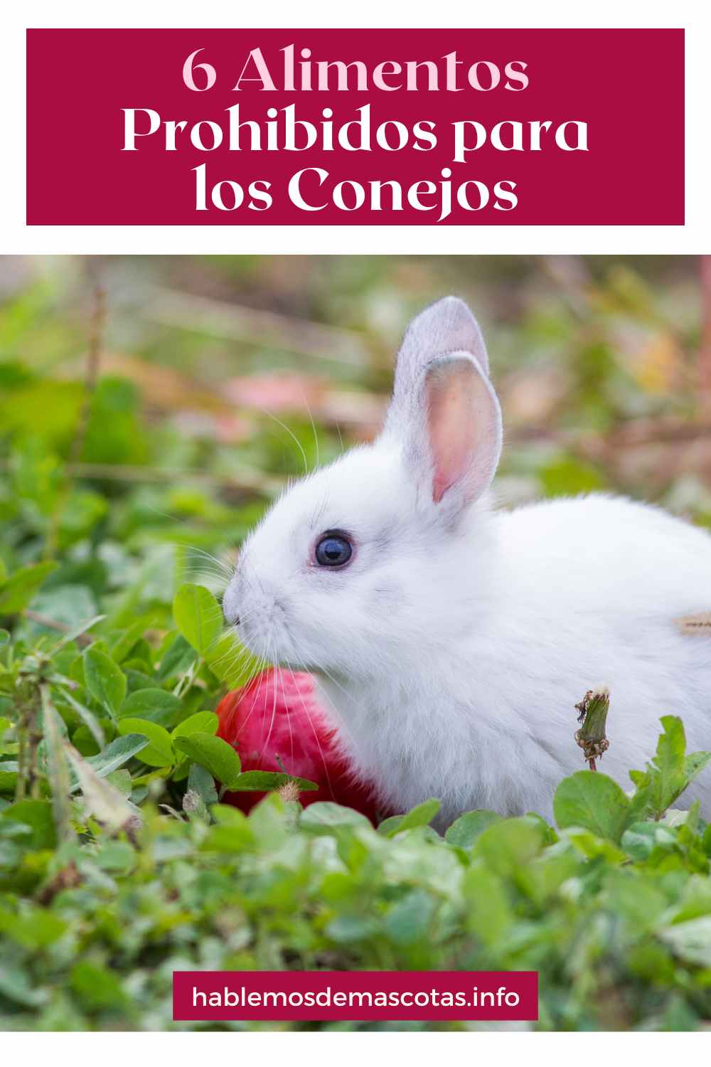 6 Alimentos Prohibidos para los Conejos