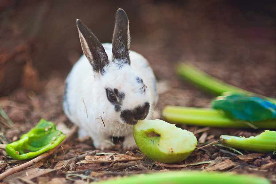 6. Frutas con Hueso Grande_ Riesgo de Asfixia