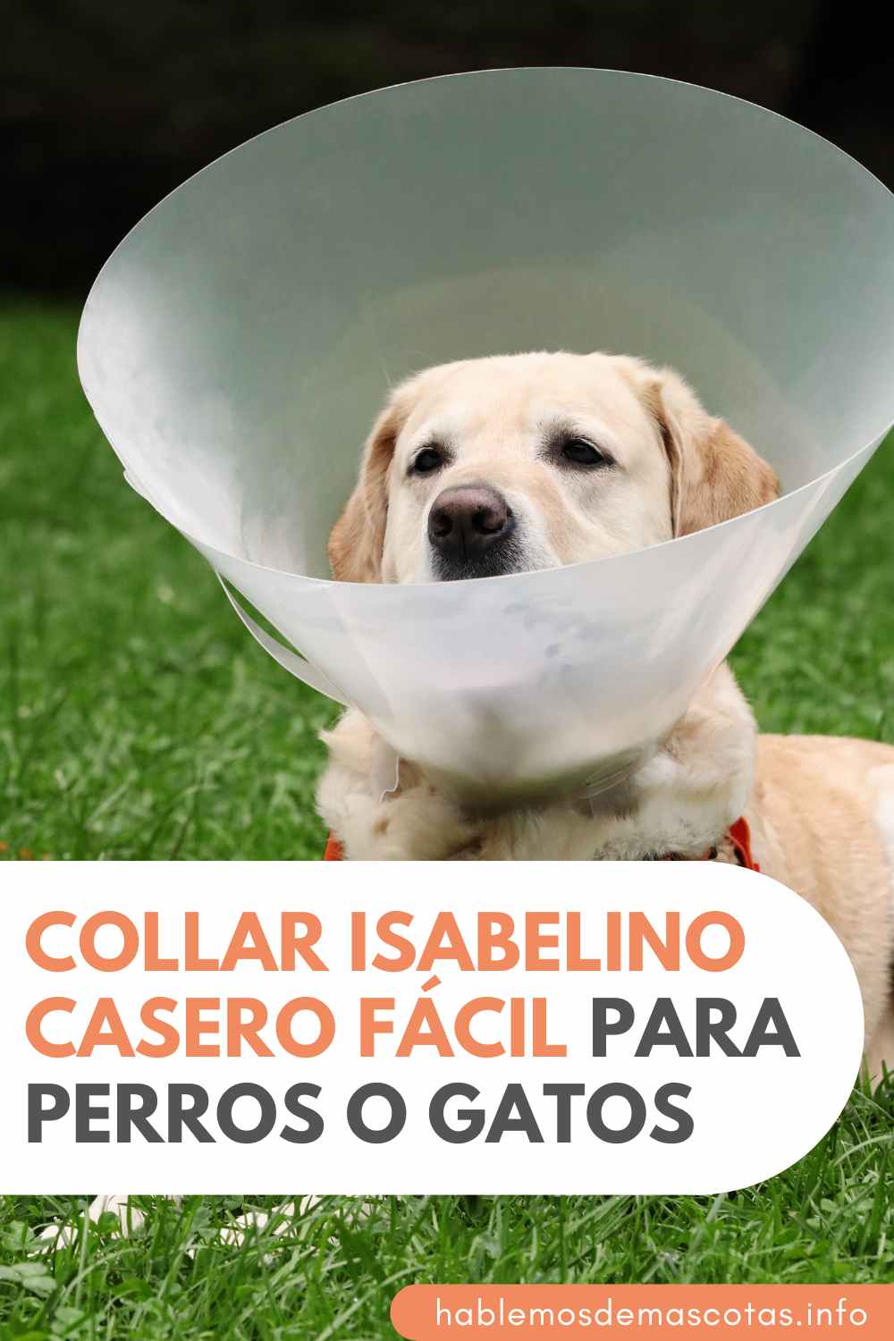 Collar Isabelino Casero Fácil para Perros o Gatos