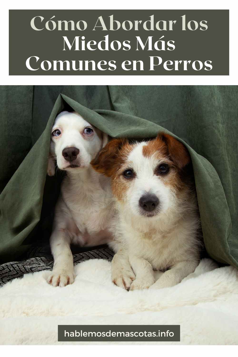 Cómo Abordar los Miedos Más Comunes en Perros
