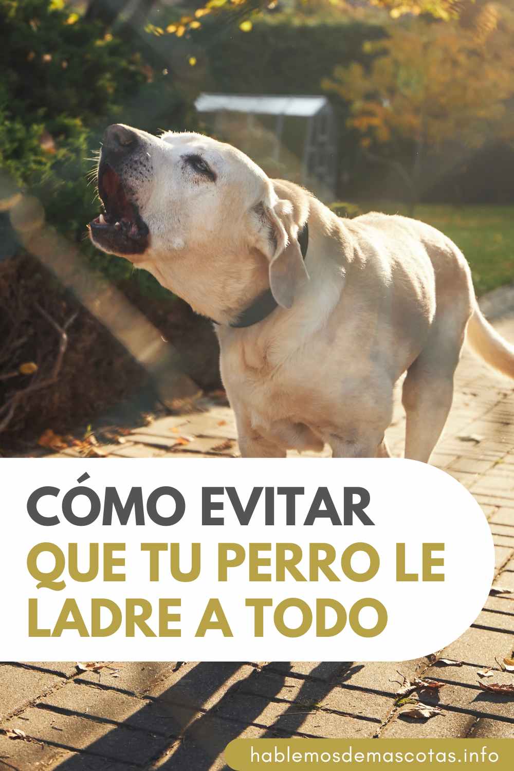 Cómo Evitar que tu Perro le Ladre a Todo