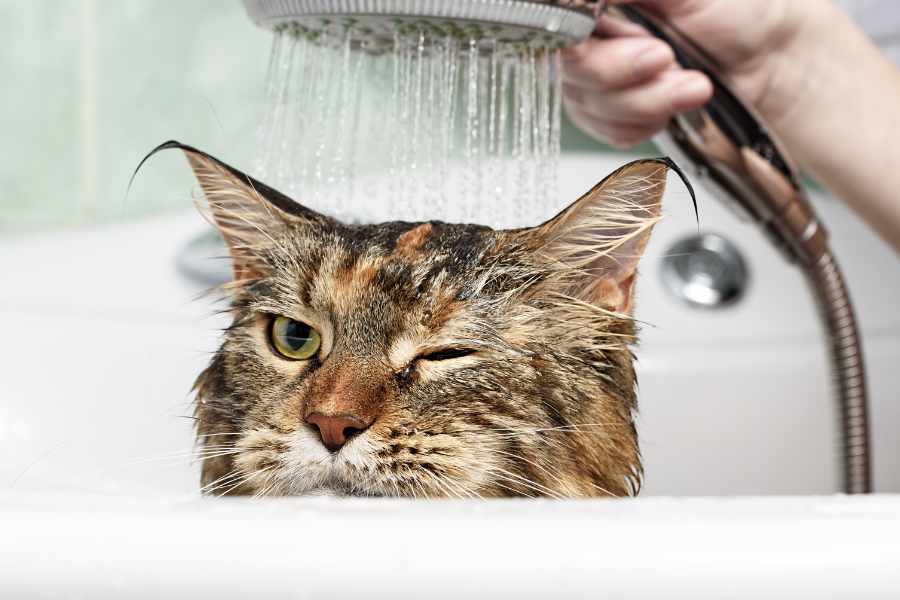 Consejos para Bañar a tu Gato (En Caso de Ser Necesario)