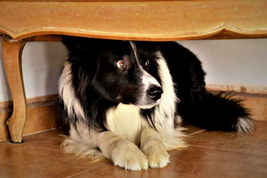 Consejos para Tratar los Miedos Más Comunes en Perros