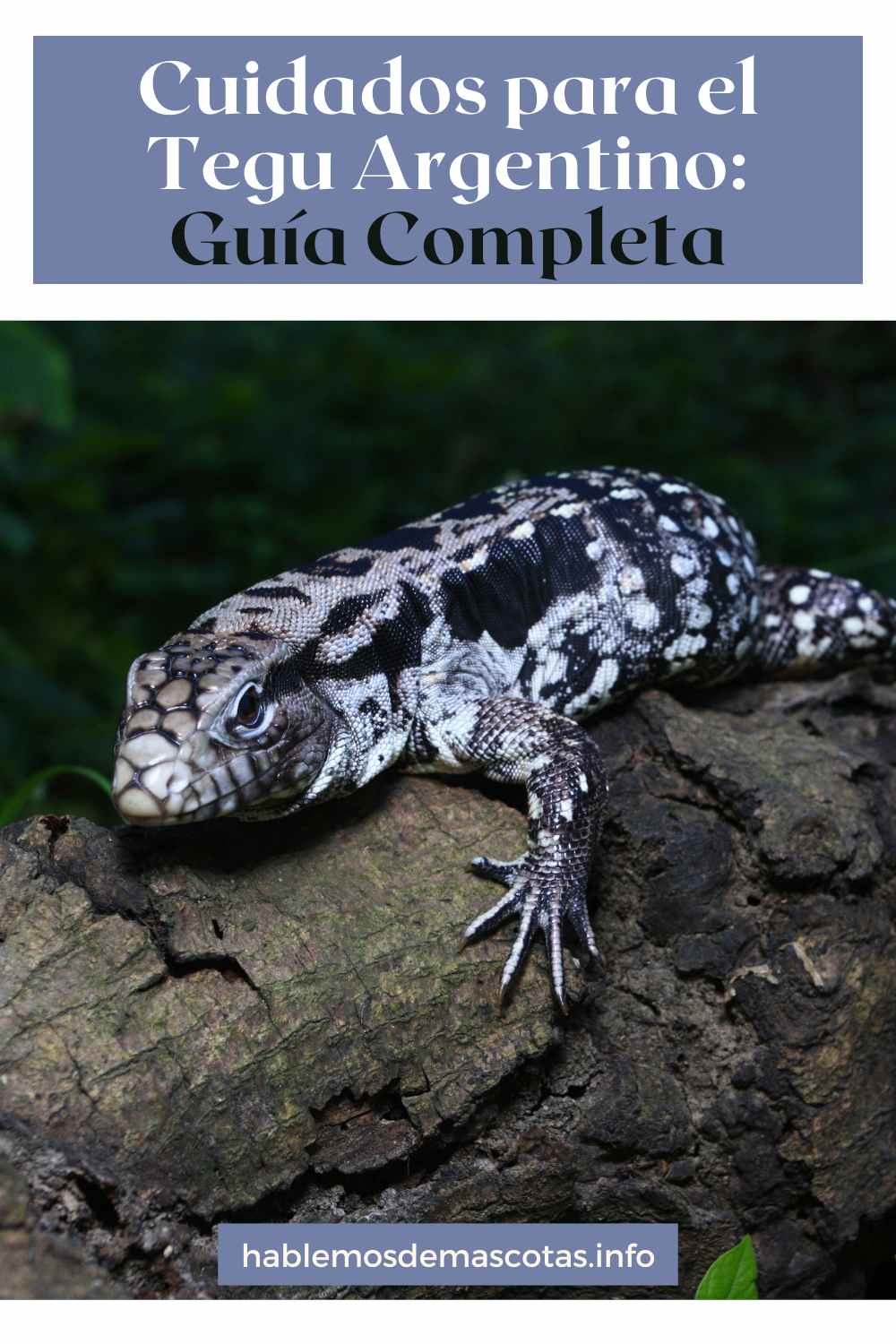 Cuidados para el Tegu Argentino_ Guía Completa