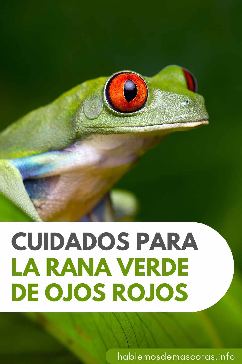 Cuidados para la Rana Verde de Ojos Rojos