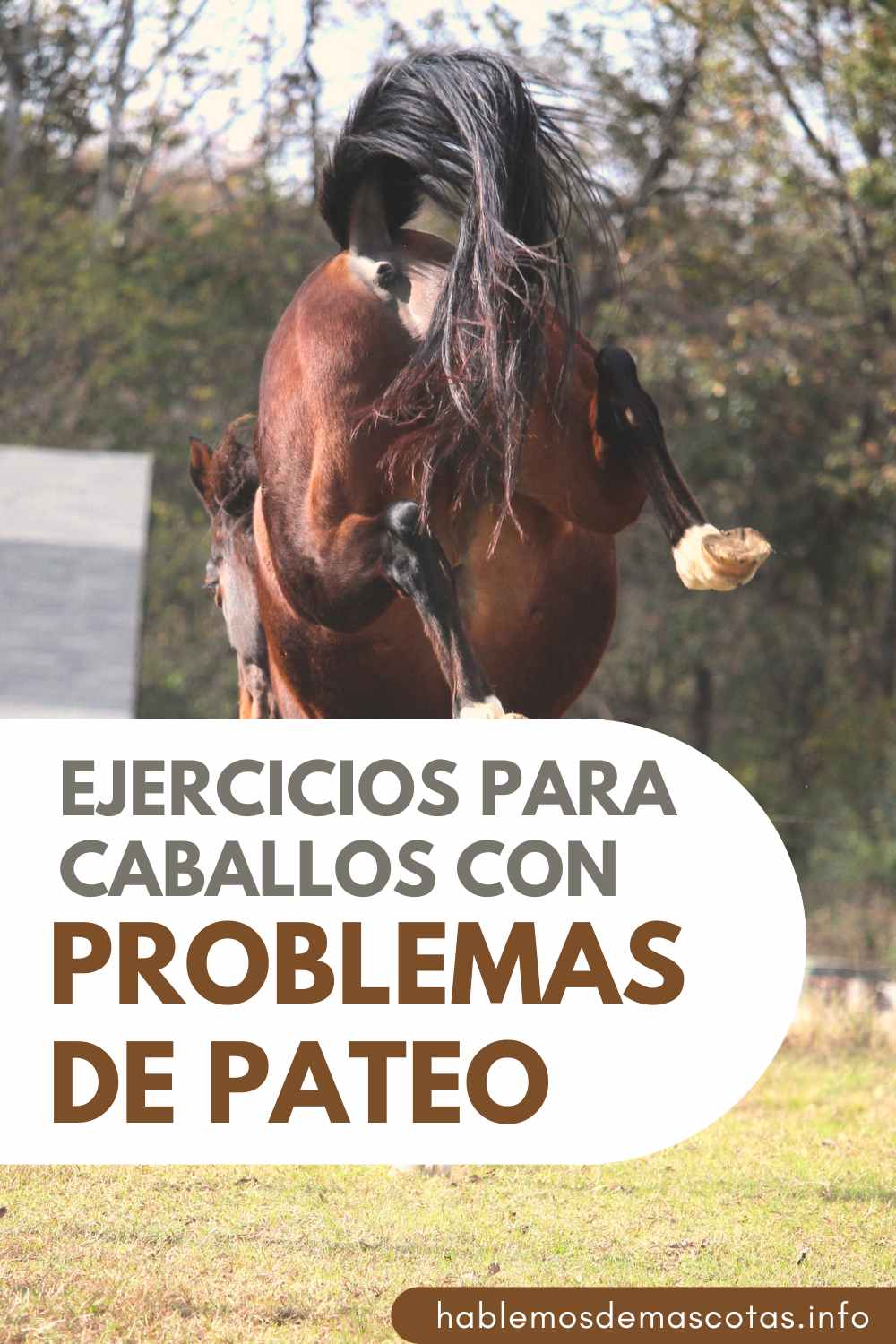 Ejercicios para Caballos con Problemas de Pateo