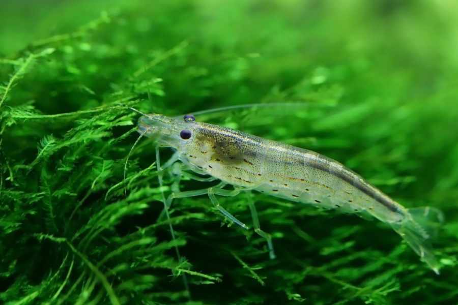 Helecho de Java (Microsorum pteropus)