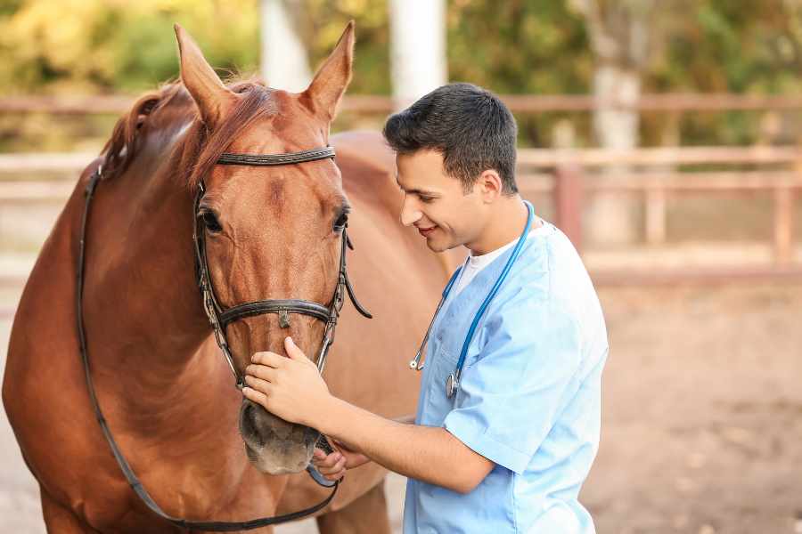 Las 6 Enfermedades Más Comunes en los Caballos
