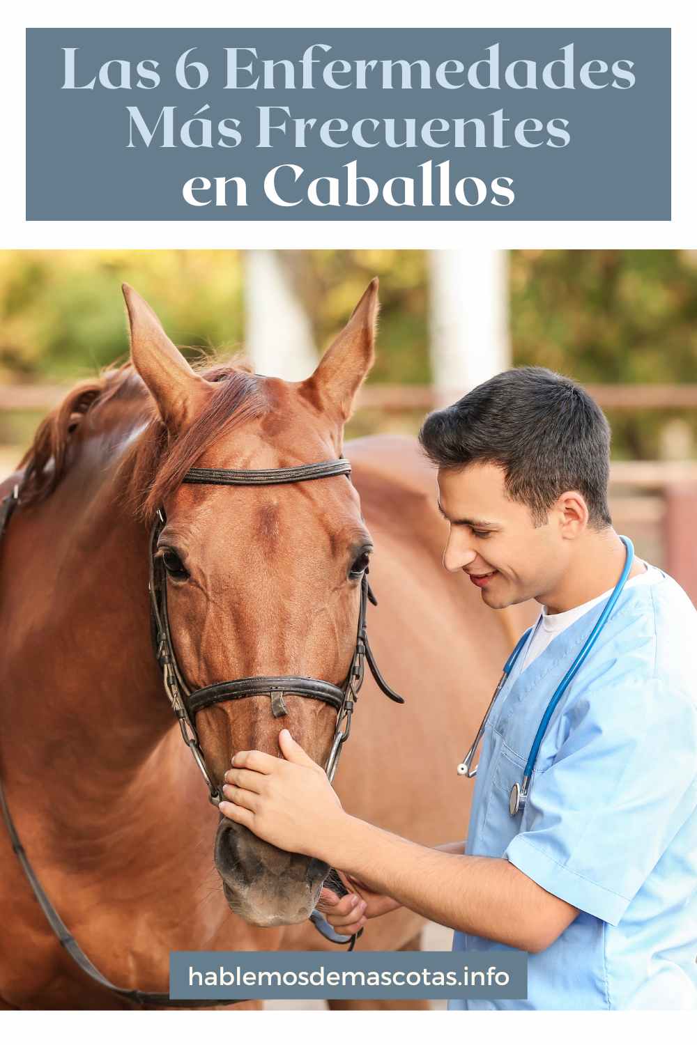 Las 6 Enfermedades Más Frecuentes en Caballos