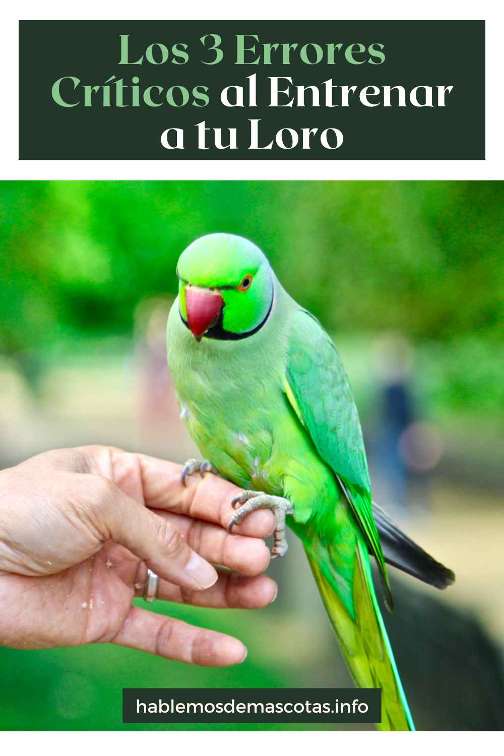 Los 3 Errores Críticos al Entrenar a tu Loro