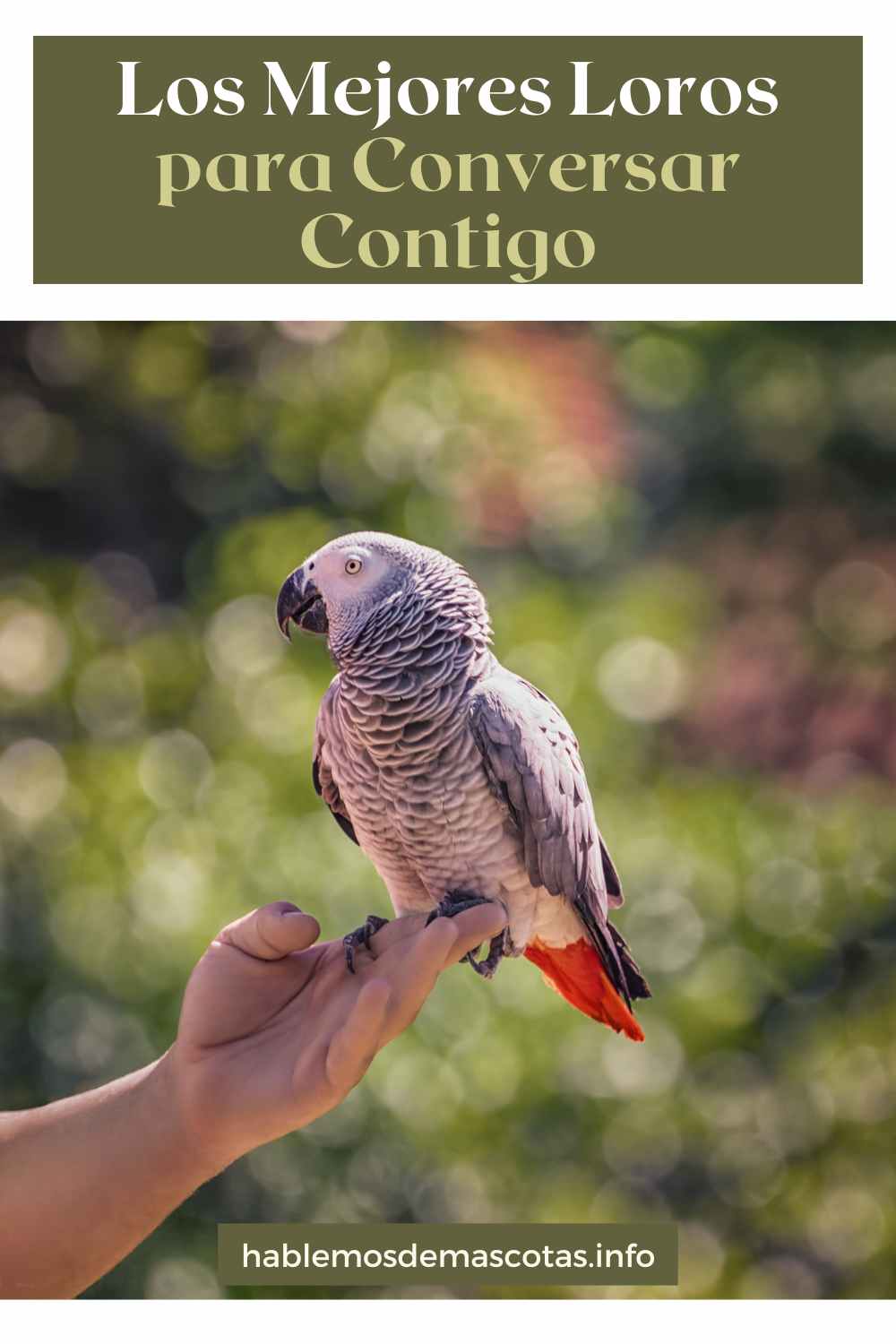 Los Mejores Loros para Conversar Contigo