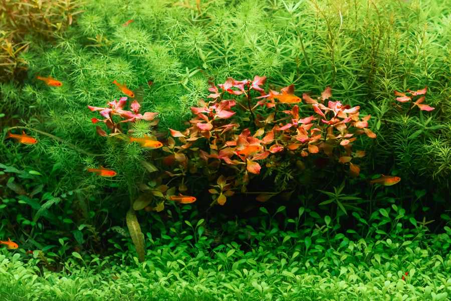 Plantas para Acuarios de Fácil Cuidado