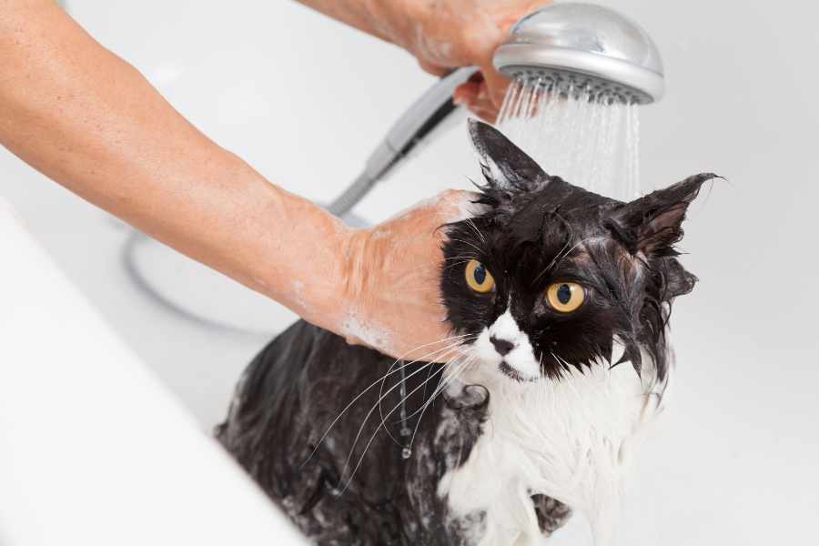 ¿Cada Cuánto Bañar a un Gato_ - Consejos y Recomendaciones