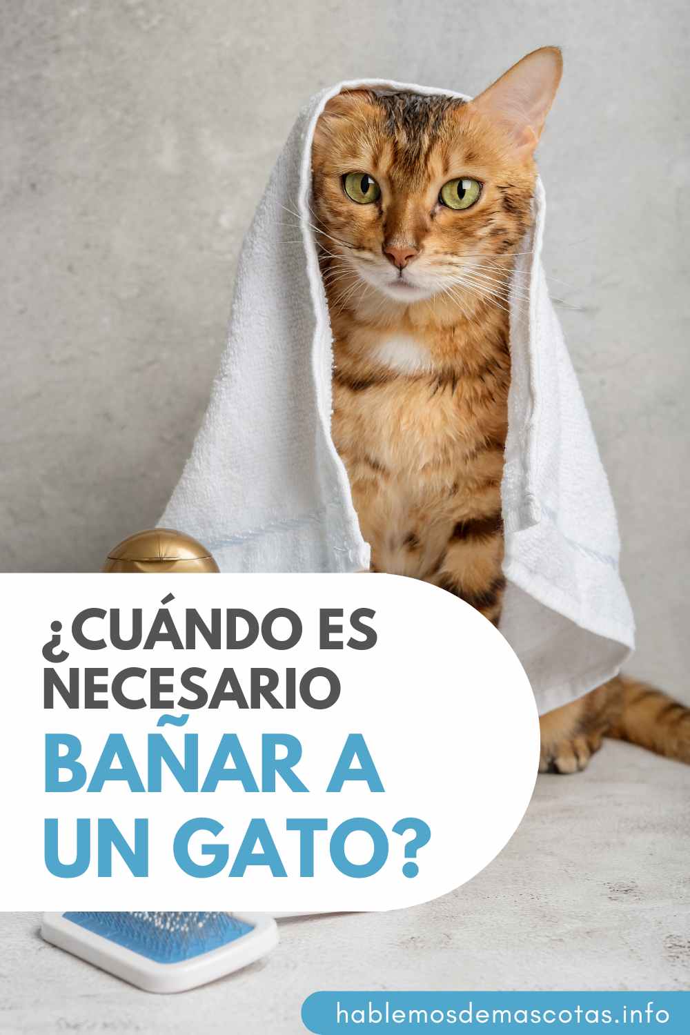¿Cuándo es Necesario Bañar a un Gato