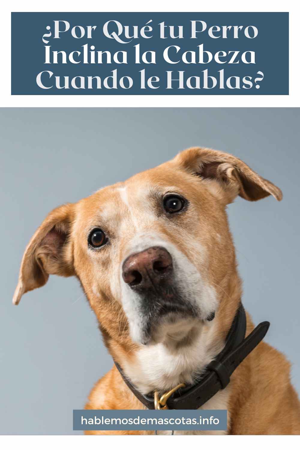 ¿Por Qué tu Perro Inclina la Cabeza Cuando le Hablas